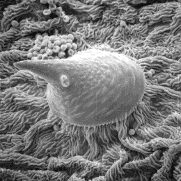 Cannabis sativa Zystholithenhaar.gif
